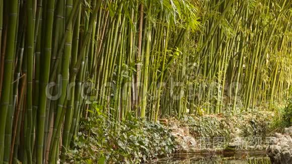 池塘附近的竹林