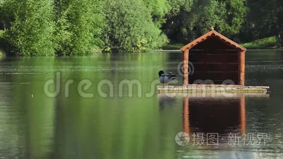 鸭子木制家居湖夏天视频