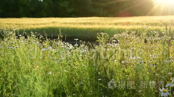 太阳射线中有花的碎片场视频