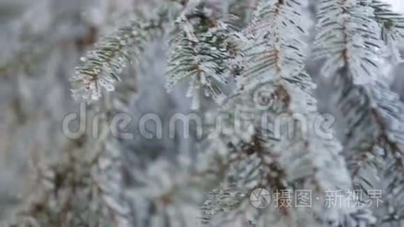 冬天的雪松树.. 圣诞场景。 满是霜冻仙境的岩枝。 树枝上的雪。 冬天的心情