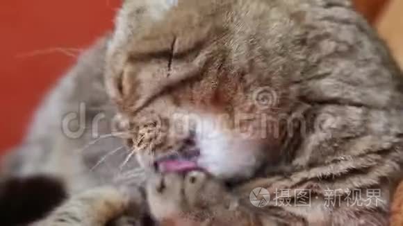 苏格兰折叠猫躺在床上舔自己视频