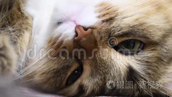 4K：绿眼睛小猫猎人。 面部特写。 宏，猫在睡觉，眨着眼睛