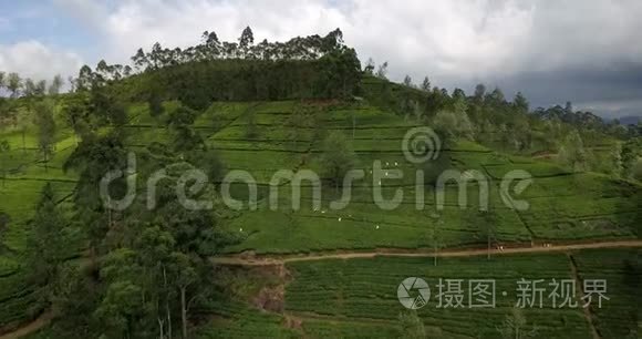 绿山带茶园的热带景观视频