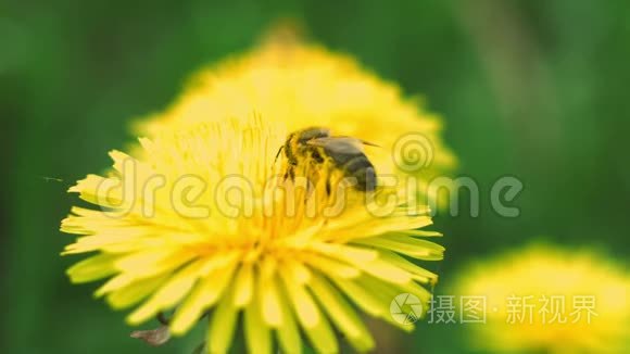 蜜蜂从蒲公英中收集花粉视频