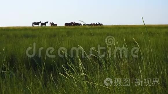 草原草甸牧场上的赫尔德马