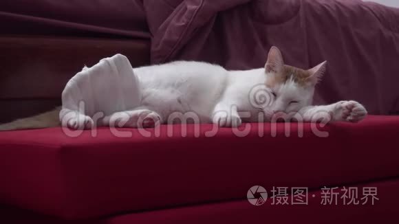 猫与伤腿睡在伤口护理穿衣视频