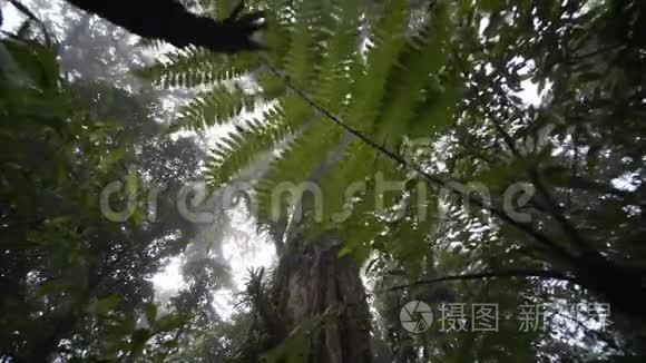 雨林里的大树视频