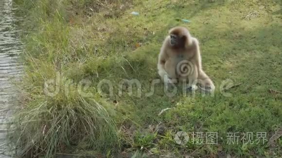 在动物园里观赏孤独的长臂猿视频