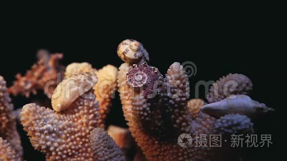 天然海珊瑚暗背景高清镜头视频