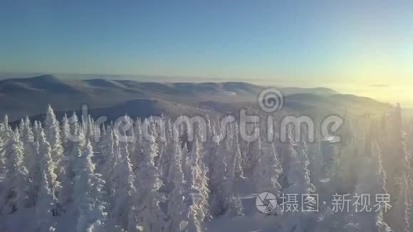 山坡上的雪树视频