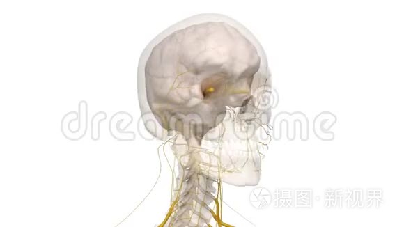 人类的大脑和神经视频