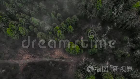 秋天森林的神奇景观视频