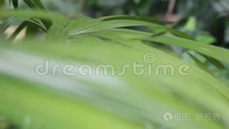 绿色植物接近野外深度视频