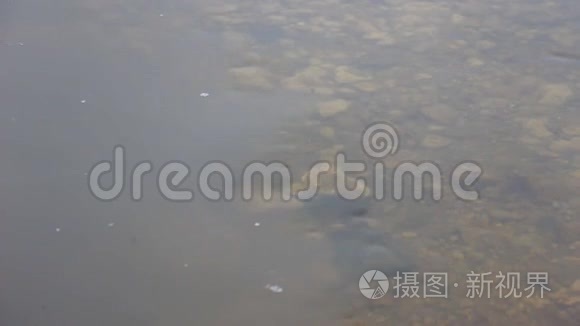 平静的河流中缓慢的水流视频