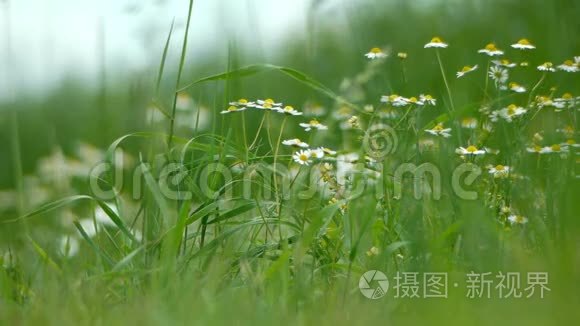 田里的洋甘菊植物.