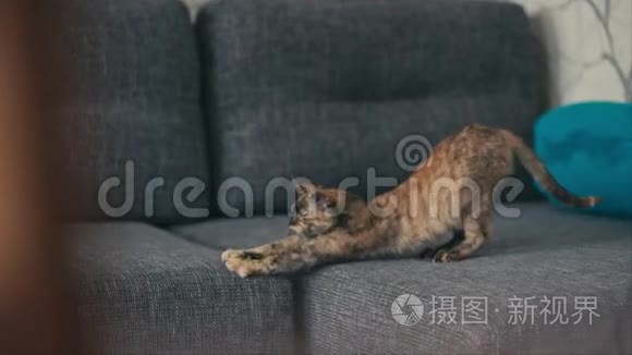 三只彩色猫在沙发上玩耍视频