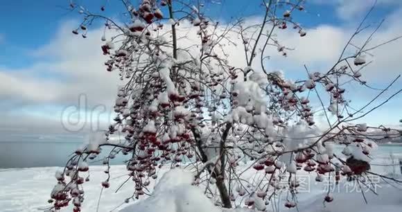 白雪覆盖的红浆果树视频