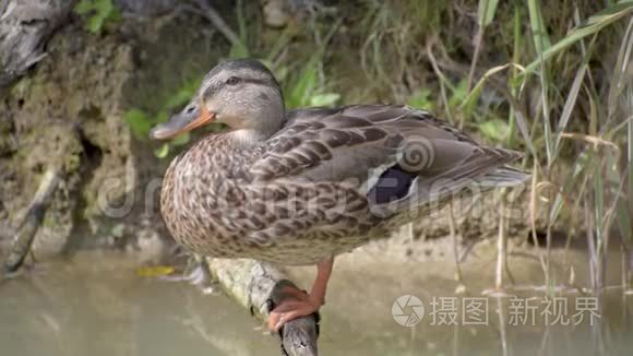 野鸭坐在池塘上的树根上。