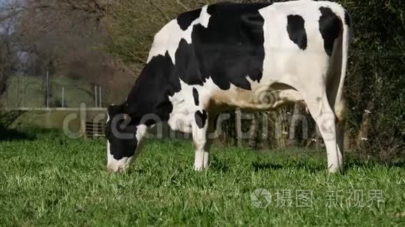 黑白牛在草地上吃草视频