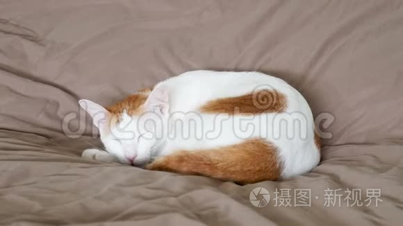 睡白和姜猫在床上的时间