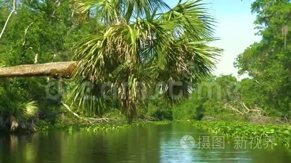 河流流经丛林中的雨林视频