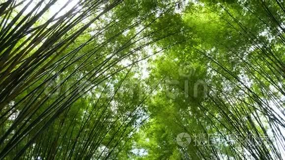 风景优美的大自然绿色竹林隧道视频