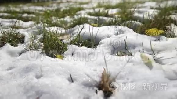 绿草上的第一场雪视频