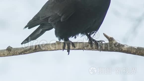 乌鸦的爪子在树枝上短视频