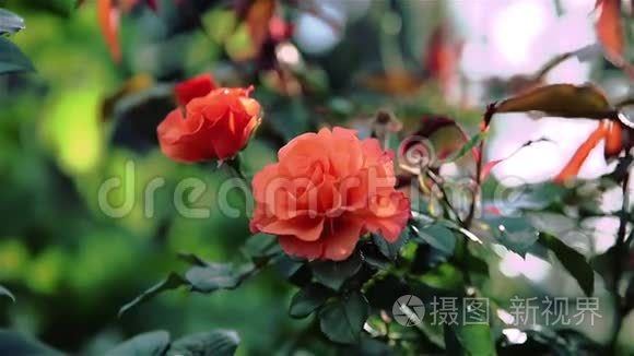 装饰性铁栅栏附近的橙色玫瑰视频
