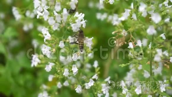 蜜蜂授粉与花朵特写视频