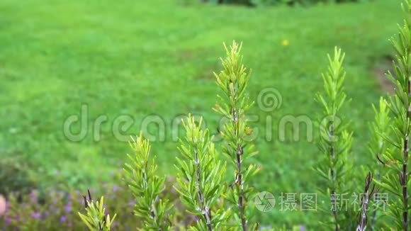 给花园里的迷迭香草浇水