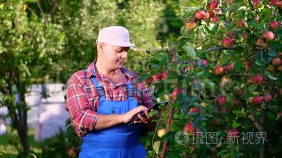 男农或农学家检查苹果的收获，在平板上做笔记。 在农场，在花园里。 晴天