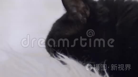 猫喵喵的特写视频