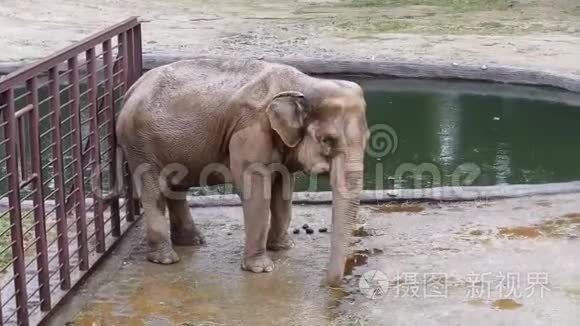 一只巨大的快乐大象在湖边跳舞视频
