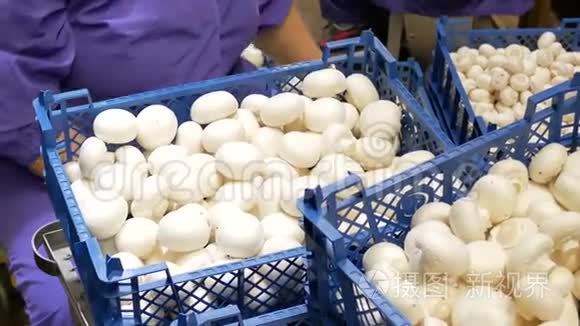 大量白菇的现代工业栽培视频