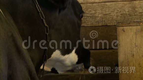 一头牛在牛场嚼干草的景象视频