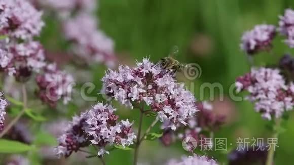 收集蜂蜜的蜜蜂视频