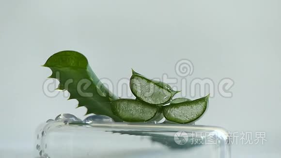 芦荟植物切片水封闭