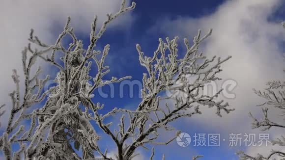 白雪覆盖的树木、白云、蓝天和山脉