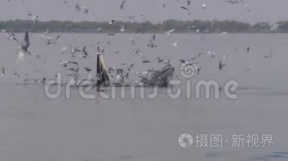 这是在泰国湾捕鲸视频