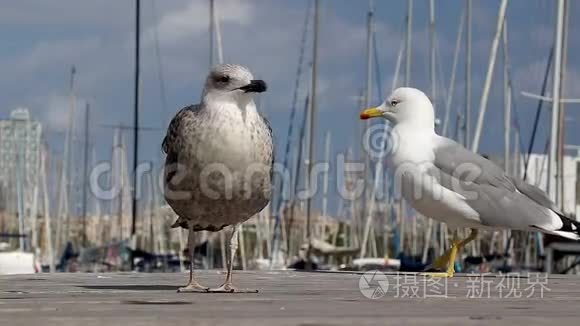 海鸥优雅地摆姿势拍照视频