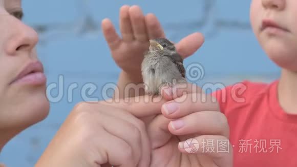 有孩子的瘦女孩抓住麻雀小鸡，看着他在她的怀里。