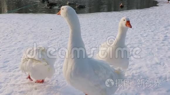 冬季背景的国产鹅视频