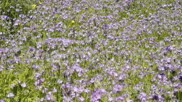 蜜蜂从法塞利亚的花中采集花蜜视频