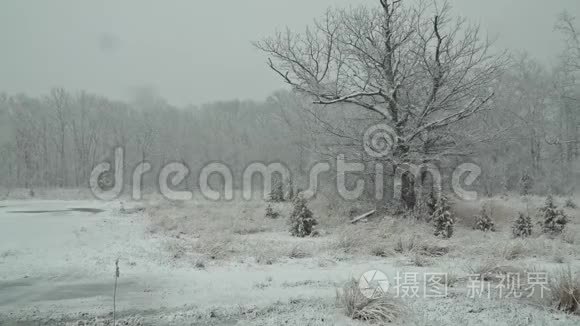 冬天森林里下着大雪