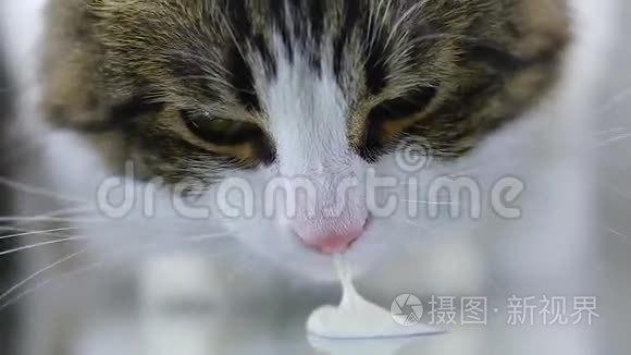 猫特写吃喝舌白酸奶和牛奶