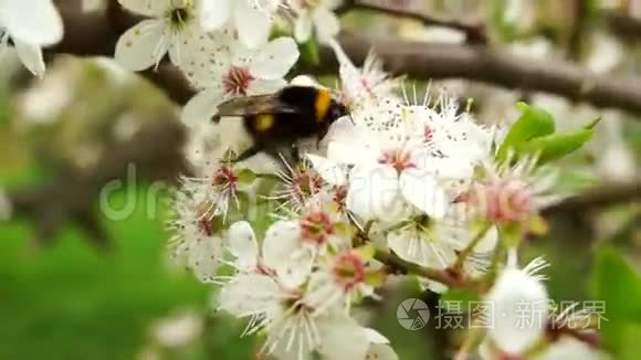 樱桃树上的大黄蜂视频