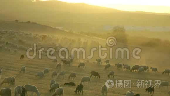 绵羊在尘土飞扬的干旱景观视频
