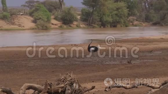 鸵鸟漫步在非洲草原保护区的河岸边