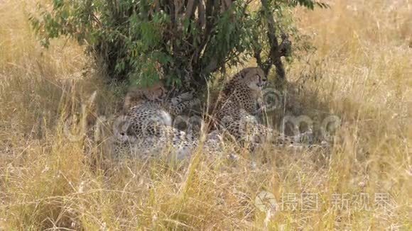 一群猎豹躺在树荫下放松视频